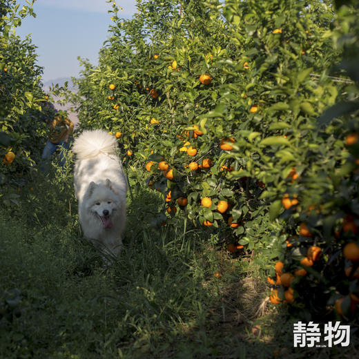 有机沃柑SuperOrah5斤/9.5斤装 |香甜细嫩，多汁清爽｜云南大理【Y】 商品图5