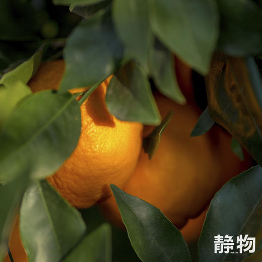 有机沃柑SuperOrah5斤/9.5斤装 |香甜细嫩，多汁清爽｜云南大理【Y】 商品图6