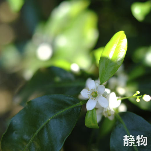 有机沃柑SuperOrah5斤/9.5斤装 |香甜细嫩，多汁清爽｜云南大理【Y】 商品图11