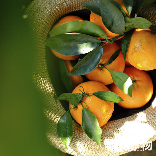 有机沃柑SuperOrah5斤/9.5斤装 |香甜细嫩，多汁清爽｜云南大理【Y】 商品图3