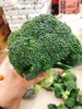 西兰花一个 商品缩略图0