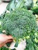 西兰花一个 商品缩略图1