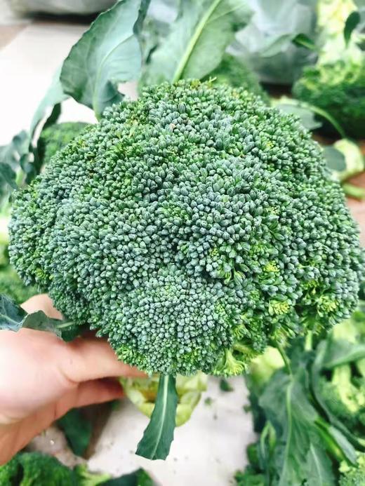 西兰花一个 商品图1