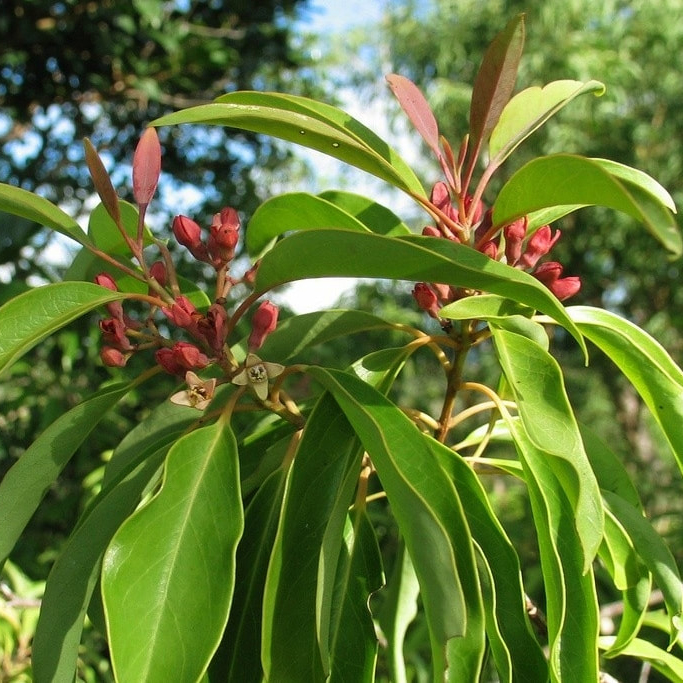 姜黄精油 马达加斯加岛 暖性激励 柔嫩亮肤