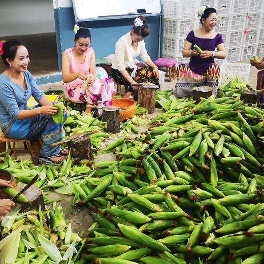 【西双版纳小包谷】香糯玉米 软糯香甜 新鲜玉米现掰现做 加热即食 代餐必备 2斤装 4-6根左右 3种规格任选 商品图5