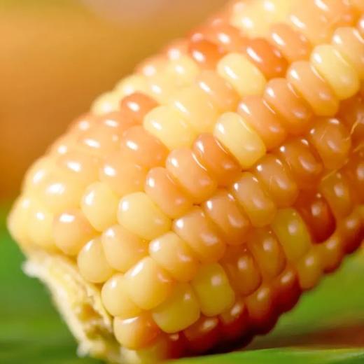 【西双版纳小包谷】香糯玉米 软糯香甜 新鲜玉米现掰现做 加热即食 代餐必备 2斤装 4-6根左右 3种规格任选 商品图7