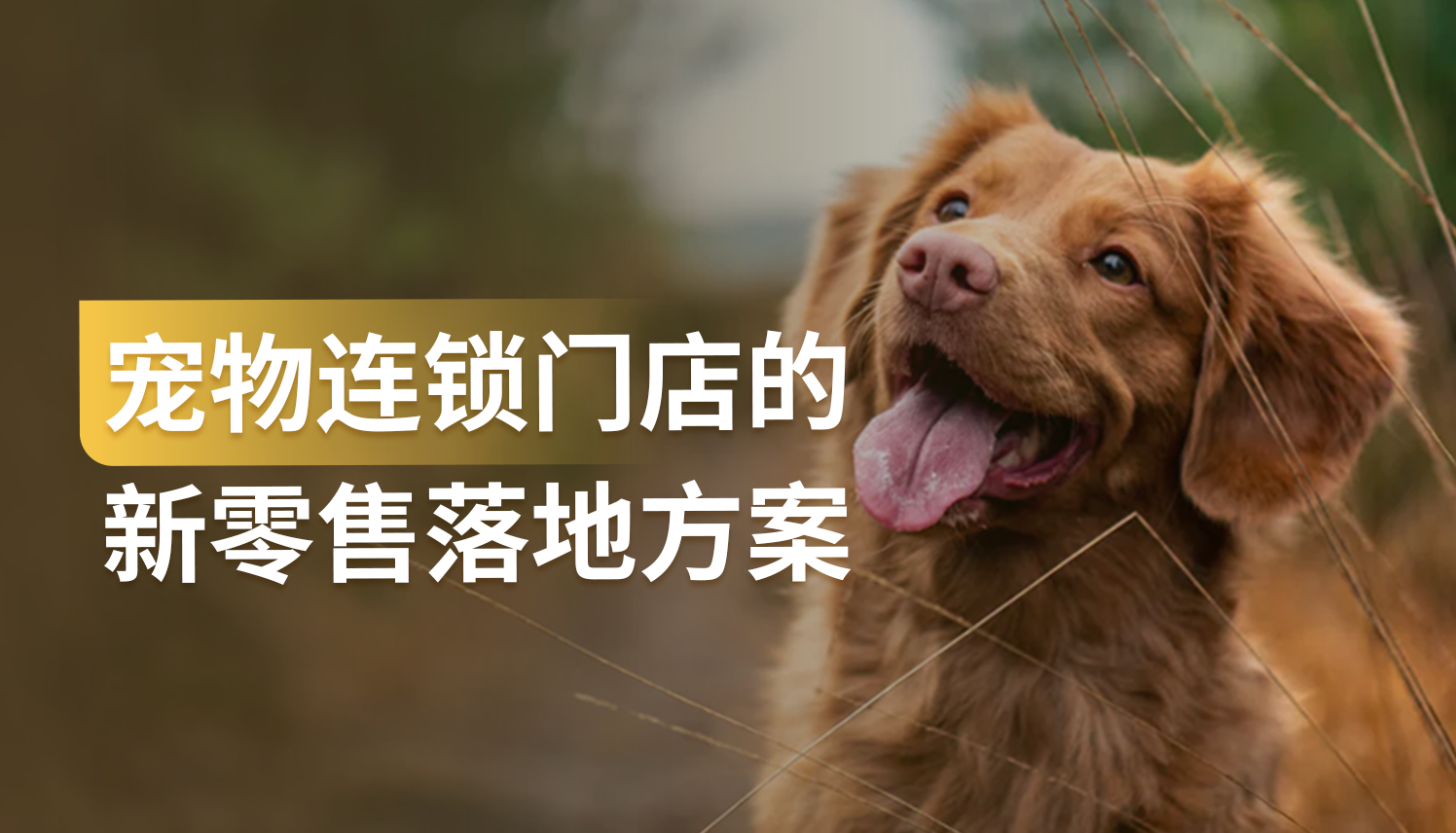 GMV同比增长52%，他如何一招破局宠物行业增长瓶颈