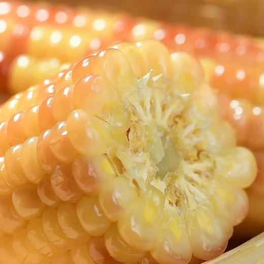 【西双版纳小包谷】香糯玉米 软糯香甜 新鲜玉米现掰现做 加热即食 代餐必备 2斤装 4-6根左右 3种规格任选 商品图11