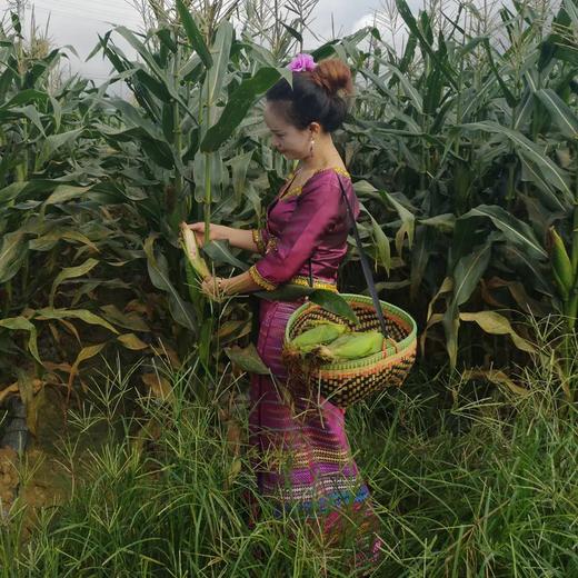 【西双版纳小包谷】香糯玉米 软糯香甜 新鲜玉米现掰现做 加热即食 代餐必备 2斤装 4-6根左右 3种规格任选 商品图10