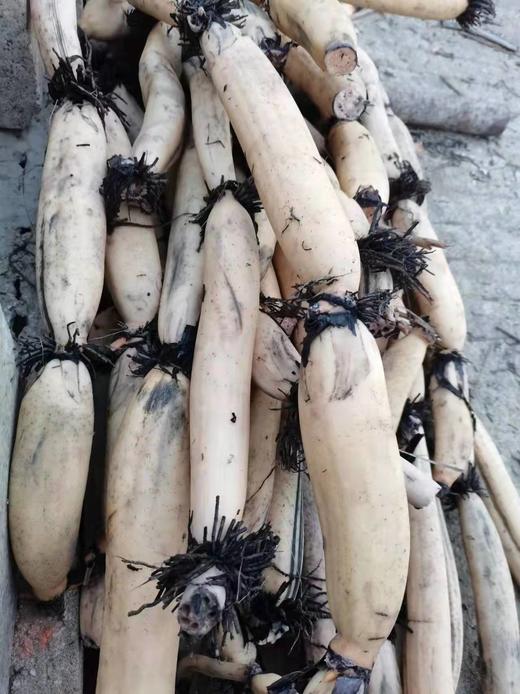 【珍品，开红莲花深泥的细莲藕】一年仅售这一季，错过再等一整年！五十年前老品种超粉糯莲藕 商品图1