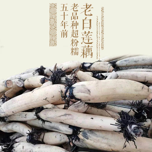 【珍品，开红莲花深泥的细莲藕】一年仅售这一季，错过再等一整年！五十年前老品种超粉糯莲藕 商品图0