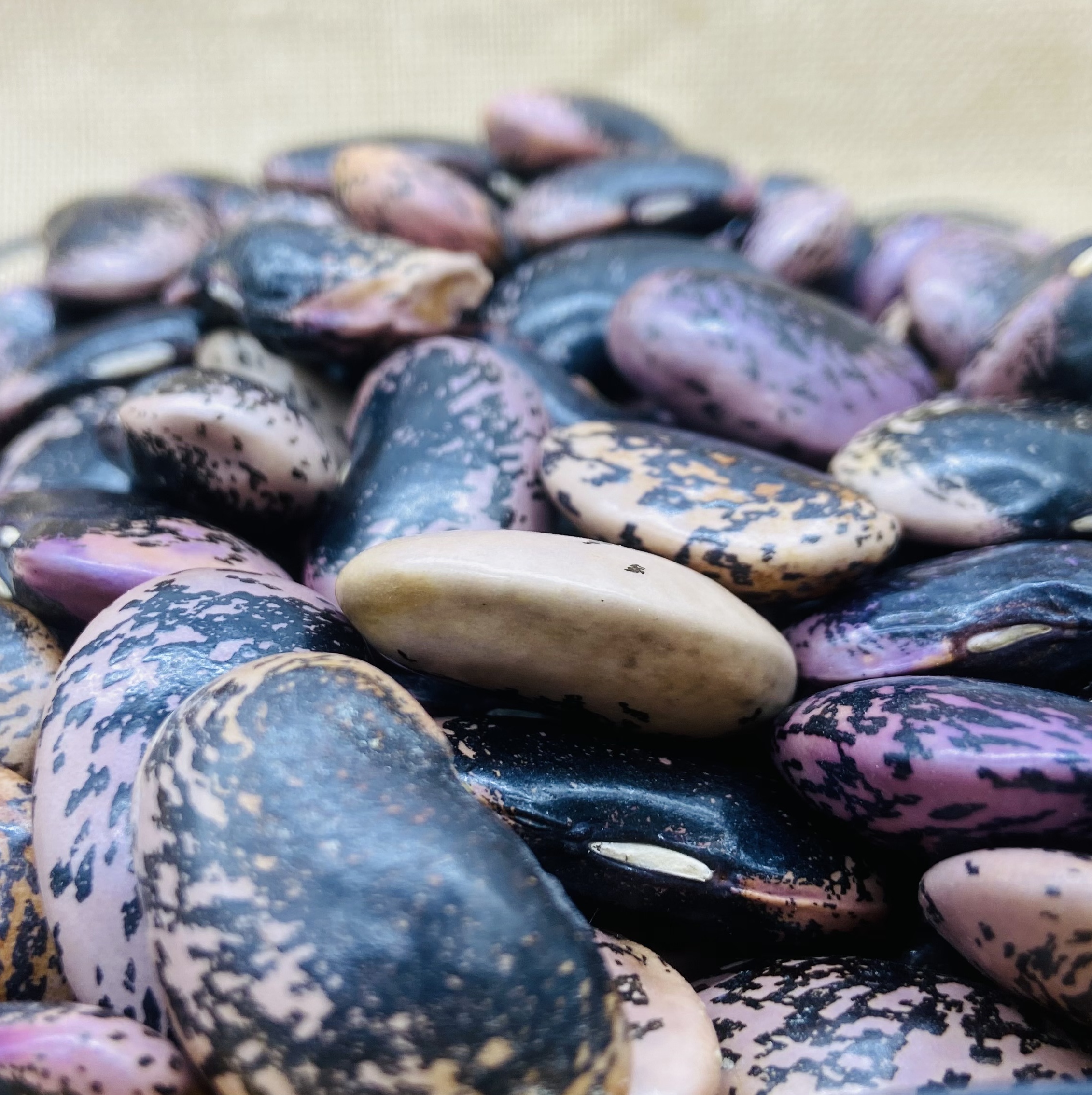 【云南高原农家养生豆】白芸豆/花腰豆/红腰豆 颗粒饱满 色泽光亮 是制作豆沙、豆馅、豆酥的上等原料  营养丰富 健康美味 6种规格任选