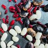 【云南高原农家养生豆】白芸豆/花腰豆/红腰豆 颗粒饱满 色泽光亮 是制作豆沙、豆馅、豆酥的上等原料  营养丰富 健康美味 6种规格任选 商品缩略图5