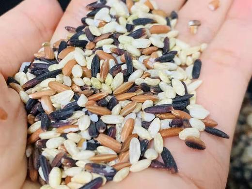 【云南三色糙米】 选用云南三大名米，地理标志产品墨江紫米，墨江红糯米，遮放贡米！三种都是千年古稻种，糙米不糙！口感软糯香甜，天然米香 商品图3