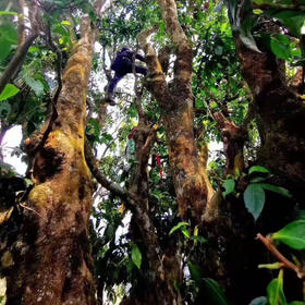 荒野仙枞2026-1000克-滇红茶