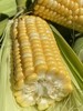 云南新鲜水果玉米 农家现摘 生吃甜嫩脆 商品缩略图4