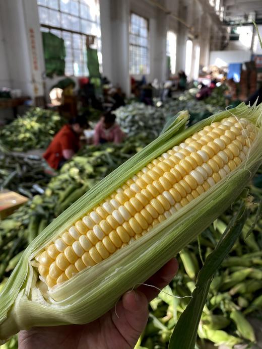 云南新鲜水果玉米 农家现摘 生吃甜嫩脆 商品图5