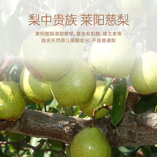 【美和居-始于1368】莱阳秋梨膏棒棒糖儿童宝宝健康小吃零食 商品图1