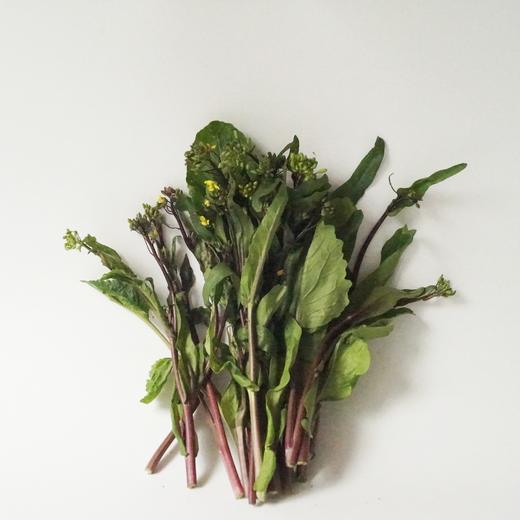 红菜苔｜静物自产 商品图0