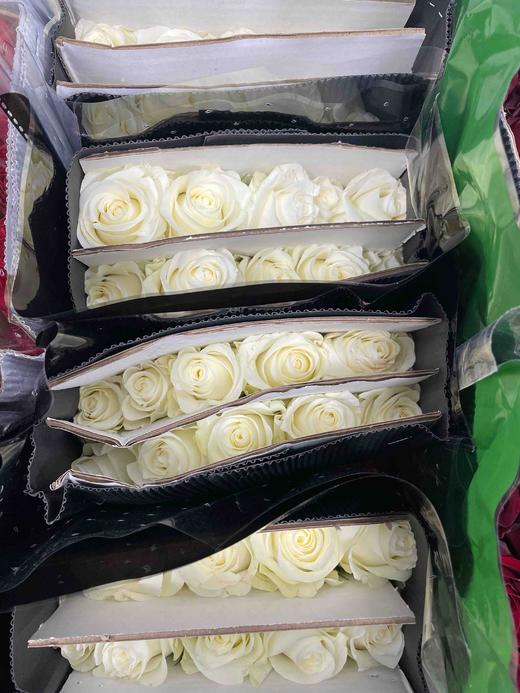 【秒杀福利】骄傲  20枝/扎 商品图7