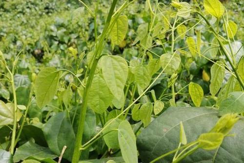 323赤苍藤（姑娘菜）250克一份 商品图1