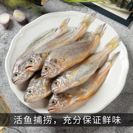小黄鱼6条左右