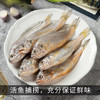 小黄鱼6条左右 商品缩略图0