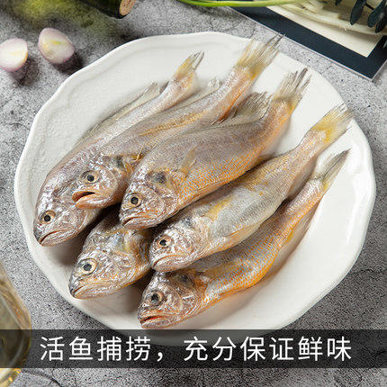 小黄鱼6条左右 商品图0