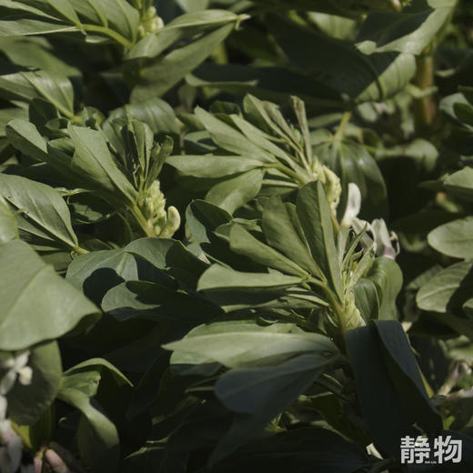 【春季限定】新鲜带壳蚕豆1.5kg 【Y】 商品图4