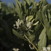【春季限定】新鲜带壳蚕豆1.5kg 【Y】 商品缩略图9