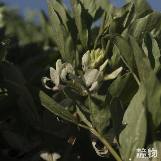 【春季限定】新鲜带壳蚕豆1.5kg 【Y】 商品图9