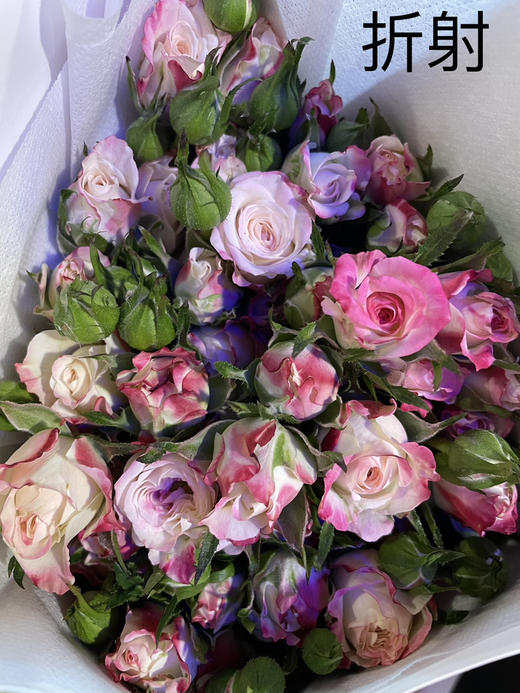 【秒杀福利】多头折射 10支/扎 商品图3