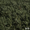 【春季限定】新鲜带壳蚕豆1.5kg 【Y】 商品缩略图6