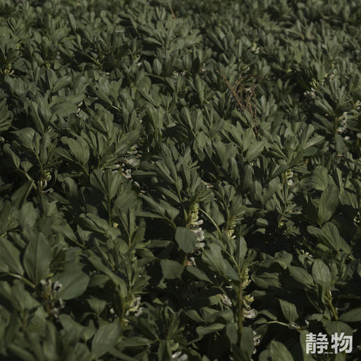 【春季限定】新鲜带壳蚕豆1.5kg 【Y】 商品图6