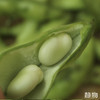 【春季限定】新鲜带壳蚕豆1.5kg 【Y】 商品缩略图1
