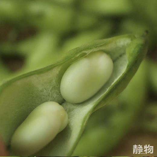 【春季限定】新鲜带壳蚕豆1.5kg 【Y】 商品图1