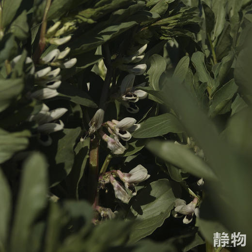 【春季限定】新鲜带壳蚕豆1.5kg 【Y】 商品图5