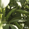 【春季限定】新鲜带壳蚕豆1.5kg 【Y】 商品缩略图8