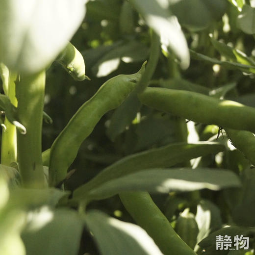 【春季限定】新鲜带壳蚕豆1.5kg 【Y】 商品图8
