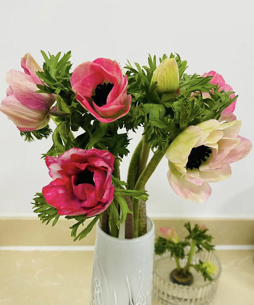 银莲花【秋牡丹】  9-10支/扎  多色可选（单瓣） 商品图2