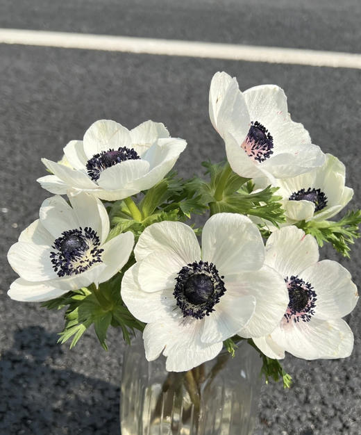 银莲花【秋牡丹】  9-10支/扎  多色可选（单瓣） 商品图3