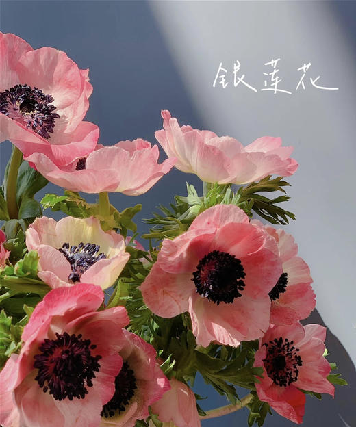 银莲花【秋牡丹】  9-10支/扎  多色可选（单瓣） 商品图4