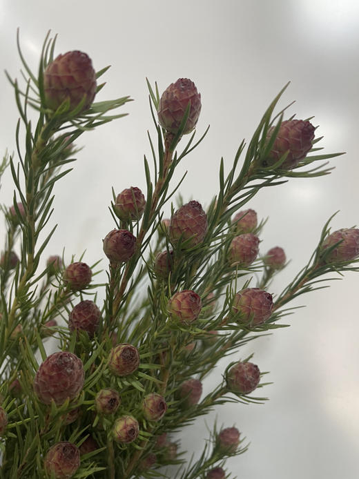 【超常待机】澳洲郁金香  红果  约5支/扎 商品图2