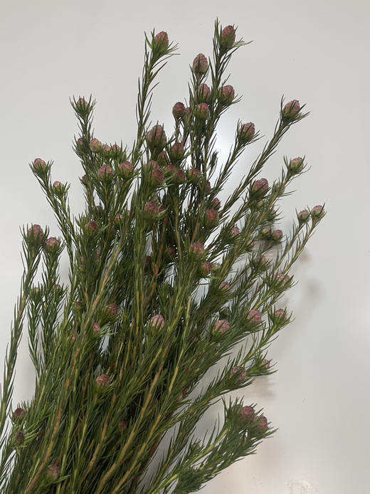 【超常待机】澳洲郁金香  红果  约5支/扎 商品图5