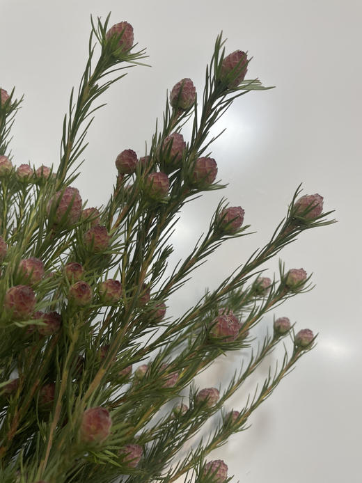 【超常待机】澳洲郁金香  红果  约5支/扎 商品图4