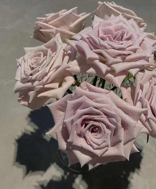 【秒杀福利】曼塔  20枝 /扎 商品图6