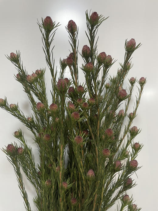 【超常待机】澳洲郁金香  红果  约5支/扎 商品图3