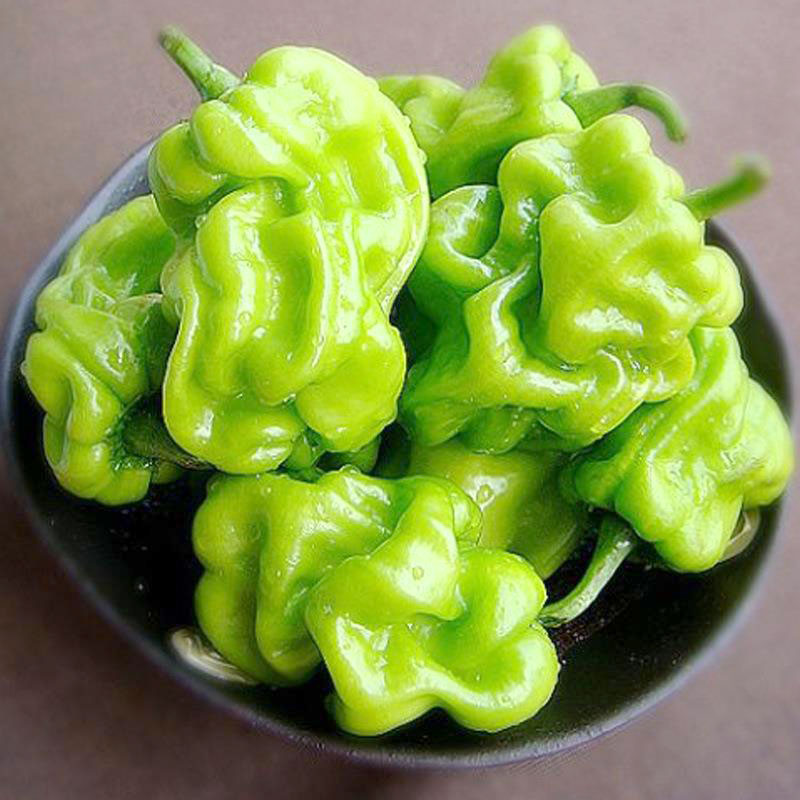 【生鲜预定】皱壳辣