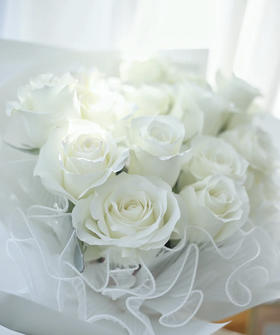 【秒杀福利】骄傲  20枝/扎