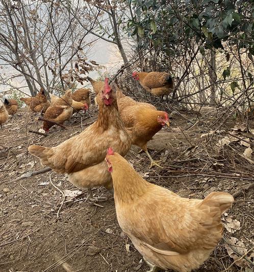 【2件立减10元】郧阳青山散养土母鸡杀完净重2.2~2.5斤左右（1年以上）周五发货，需提前预定 商品图4